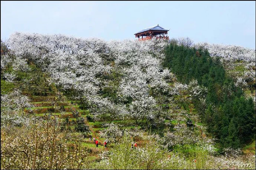 【春天，广西桂林灌阳县向您发出邀请！】我们在灌阳看梨花 - 游山玩水 - 六安生活社区 - 六安28生活网 la.28life.net