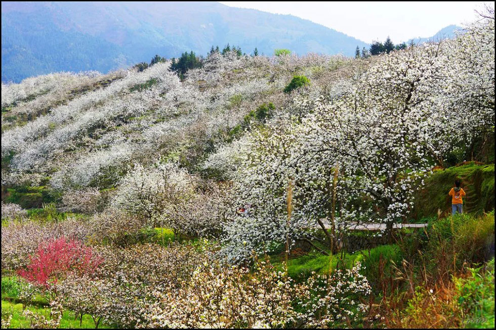 【春天，广西桂林灌阳县向您发出邀请！】我们在灌阳看梨花 - 游山玩水 - 六安生活社区 - 六安28生活网 la.28life.net