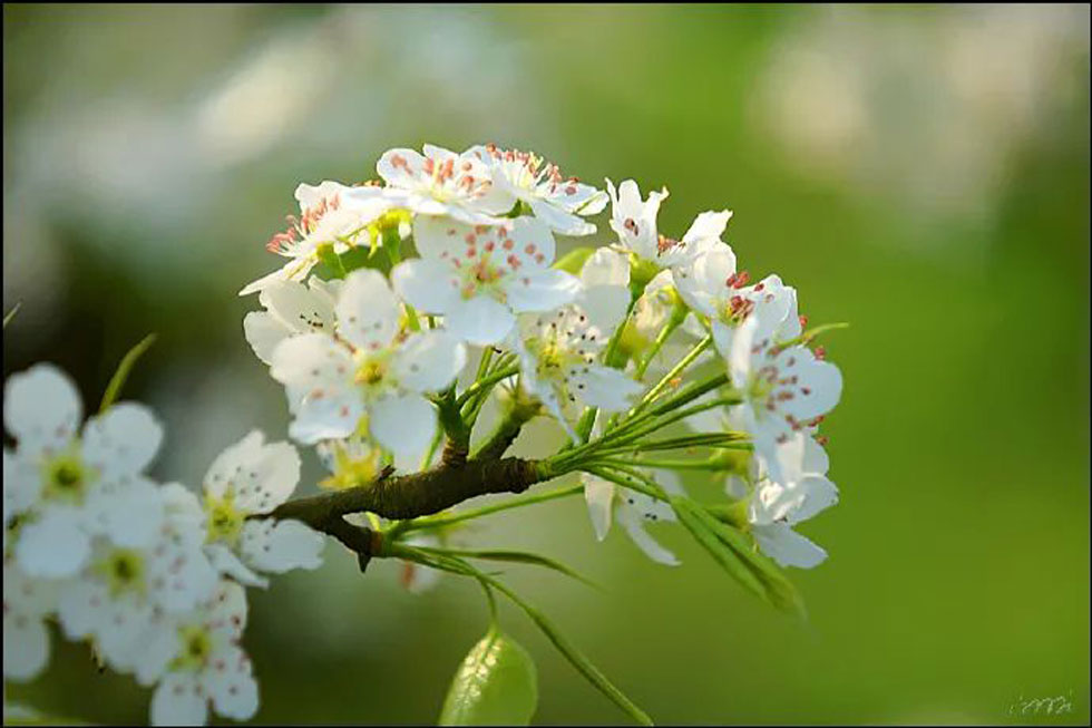 【春天，广西桂林灌阳县向您发出邀请！】我们在灌阳看梨花 - 游山玩水 - 六安生活社区 - 六安28生活网 la.28life.net