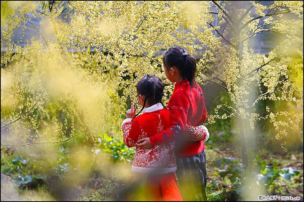 【春天，广西桂林灌阳县向您发出邀请！】米珠山前有片山苍子花在飘香 - 游山玩水 - 六安生活社区 - 六安28生活网 la.28life.net