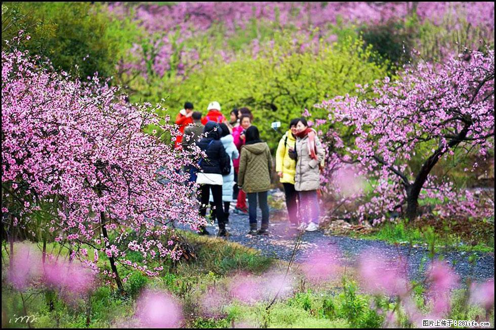 【春天，广西桂林灌阳县向您发出邀请！】官庄村有个醉美的桃花园 - 游山玩水 - 六安生活社区 - 六安28生活网 la.28life.net