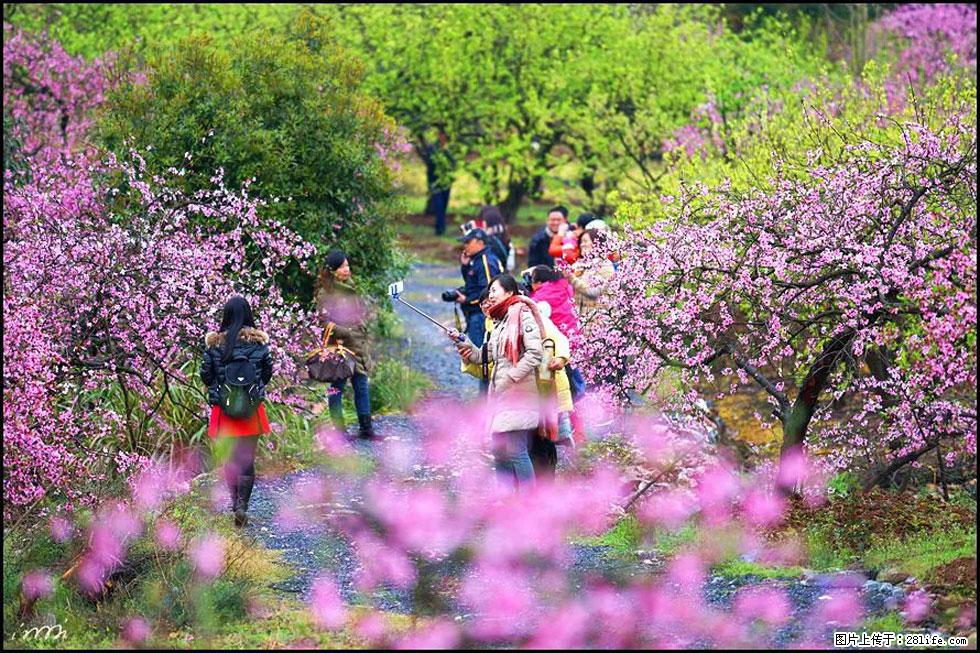 【春天，广西桂林灌阳县向您发出邀请！】官庄村有个醉美的桃花园 - 游山玩水 - 六安生活社区 - 六安28生活网 la.28life.net