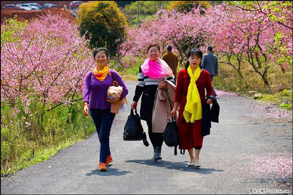 【春天，广西桂林灌阳县向您发出邀请！】官庄村有个醉美的桃花园 - 游山玩水 - 六安生活社区 - 六安28生活网 la.28life.net