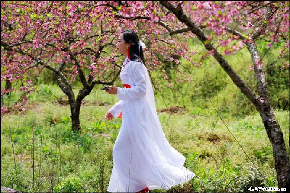 【春天，广西桂林灌阳县向您发出邀请！】官庄村有个醉美的桃花园 - 游山玩水 - 六安生活社区 - 六安28生活网 la.28life.net
