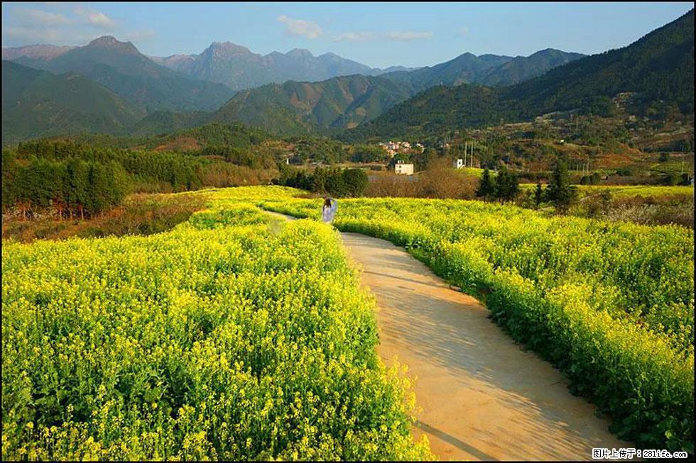 【春天，广西桂林灌阳县向您发出邀请！】长坪村油菜盛情花开 - 游山玩水 - 六安生活社区 - 六安28生活网 la.28life.net
