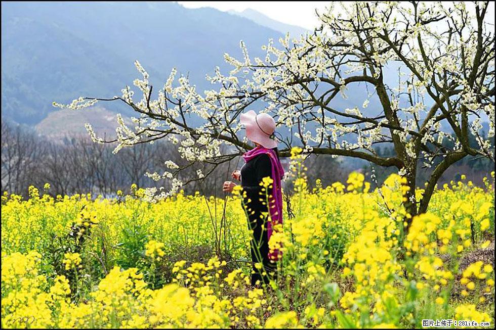 【春天，广西桂林灌阳县向您发出邀请！】长坪村油菜盛情花开 - 游山玩水 - 六安生活社区 - 六安28生活网 la.28life.net
