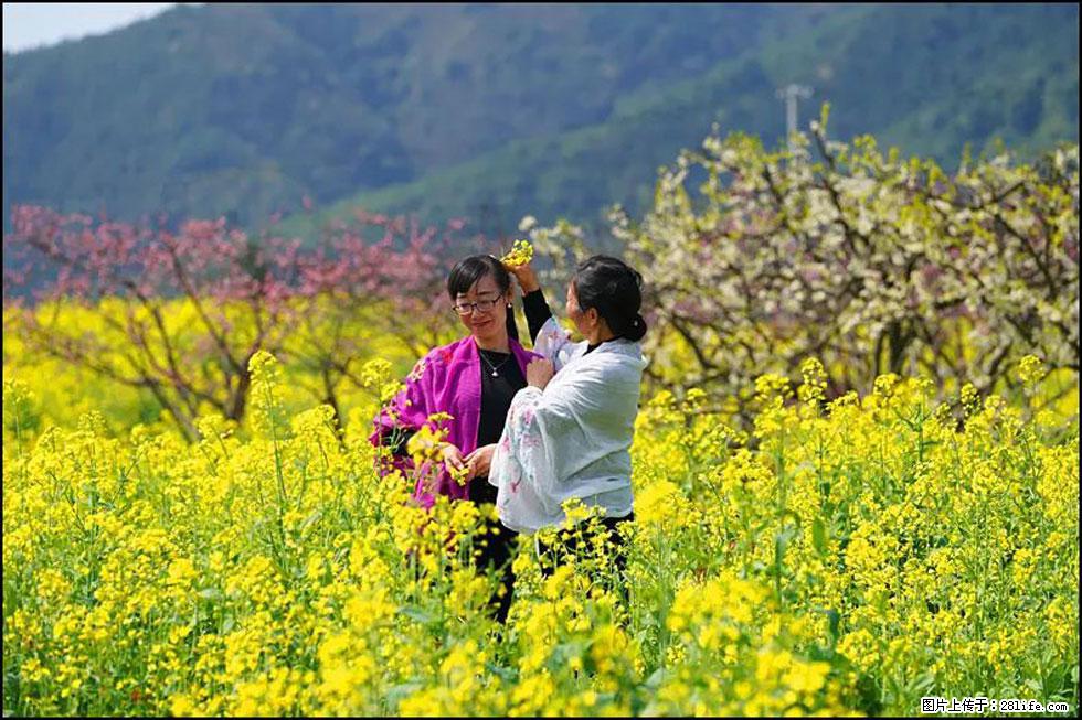 【春天，广西桂林灌阳县向您发出邀请！】长坪村油菜盛情花开 - 游山玩水 - 六安生活社区 - 六安28生活网 la.28life.net