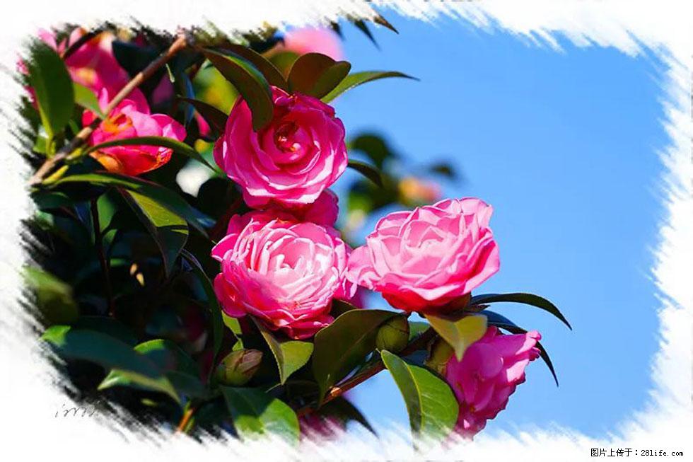 【春天，广西桂林灌阳县向您发出邀请！】杨柳井茶花惹人爱 - 游山玩水 - 六安生活社区 - 六安28生活网 la.28life.net