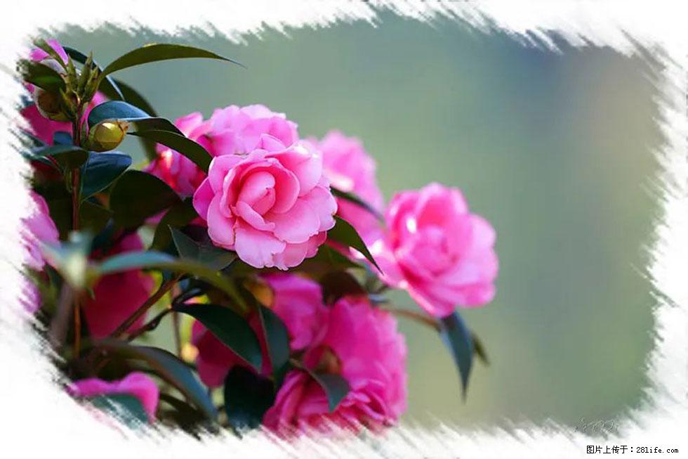 【春天，广西桂林灌阳县向您发出邀请！】杨柳井茶花惹人爱 - 游山玩水 - 六安生活社区 - 六安28生活网 la.28life.net
