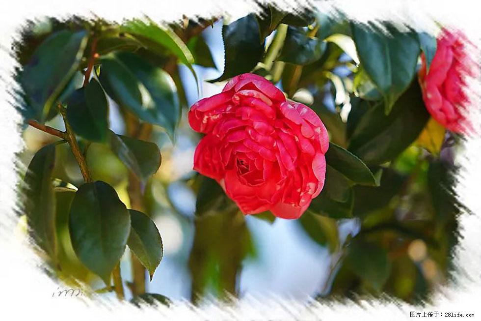 【春天，广西桂林灌阳县向您发出邀请！】杨柳井茶花惹人爱 - 游山玩水 - 六安生活社区 - 六安28生活网 la.28life.net