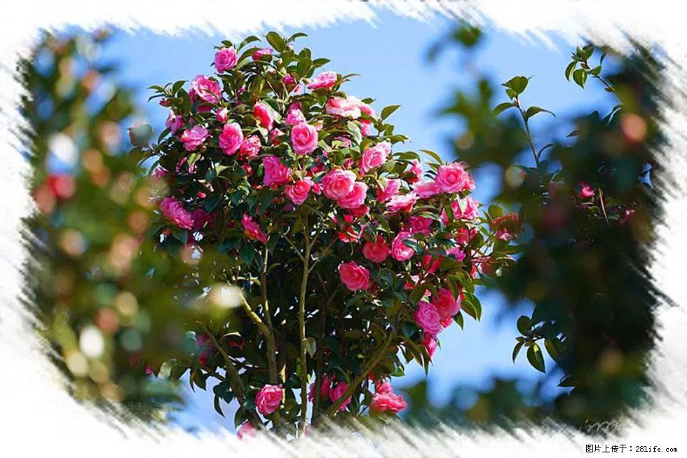 【春天，广西桂林灌阳县向您发出邀请！】杨柳井茶花惹人爱 - 游山玩水 - 六安生活社区 - 六安28生活网 la.28life.net