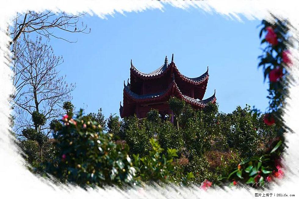 【春天，广西桂林灌阳县向您发出邀请！】杨柳井茶花惹人爱 - 游山玩水 - 六安生活社区 - 六安28生活网 la.28life.net