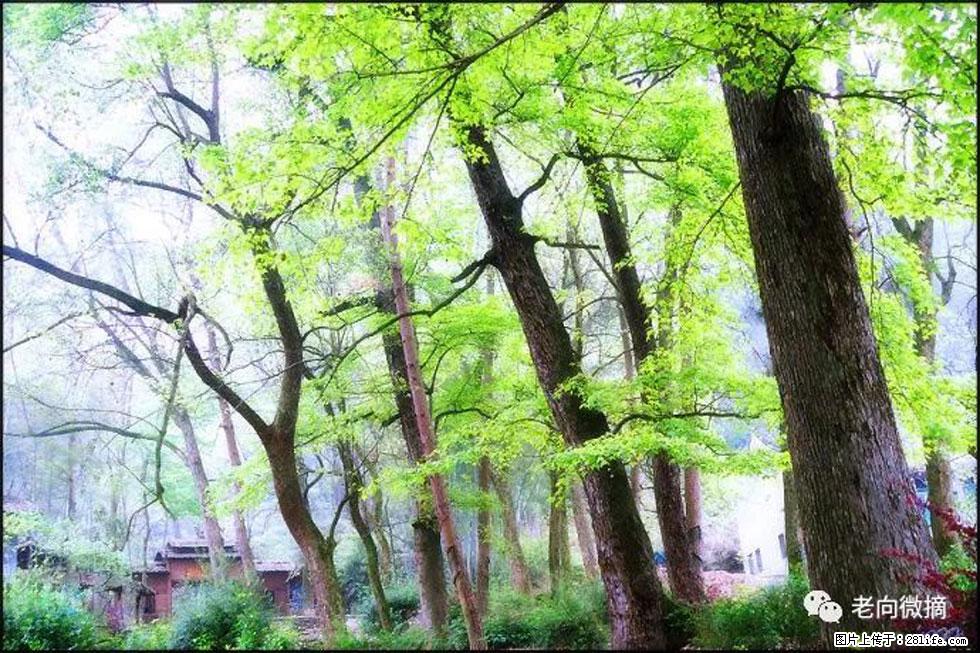 【春天，广西桂林灌阳县向您发出邀请！】在小龙村与春天约会 - 游山玩水 - 六安生活社区 - 六安28生活网 la.28life.net
