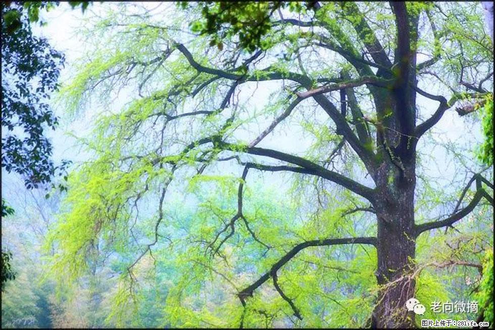 【春天，广西桂林灌阳县向您发出邀请！】在小龙村与春天约会 - 游山玩水 - 六安生活社区 - 六安28生活网 la.28life.net
