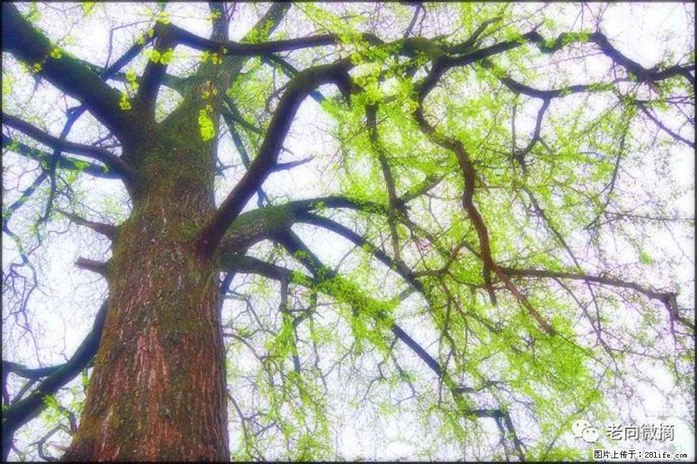 【春天，广西桂林灌阳县向您发出邀请！】在小龙村与春天约会 - 游山玩水 - 六安生活社区 - 六安28生活网 la.28life.net