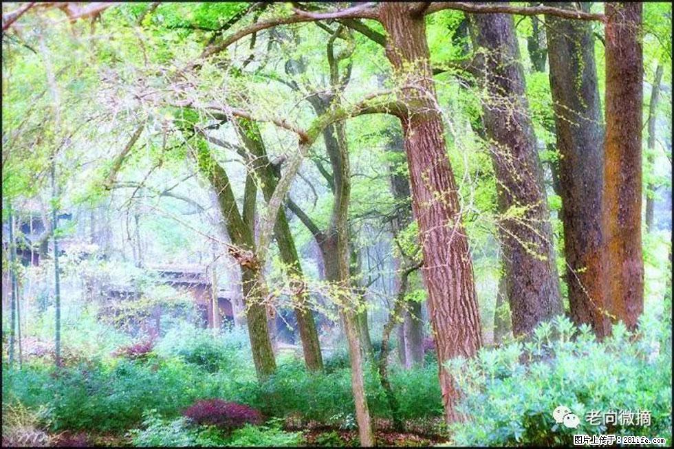 【春天，广西桂林灌阳县向您发出邀请！】在小龙村与春天约会 - 游山玩水 - 六安生活社区 - 六安28生活网 la.28life.net