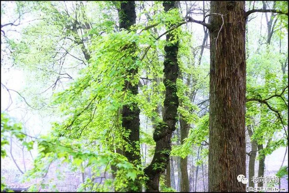 【春天，广西桂林灌阳县向您发出邀请！】在小龙村与春天约会 - 游山玩水 - 六安生活社区 - 六安28生活网 la.28life.net