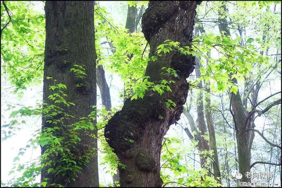 【春天，广西桂林灌阳县向您发出邀请！】在小龙村与春天约会 - 游山玩水 - 六安生活社区 - 六安28生活网 la.28life.net