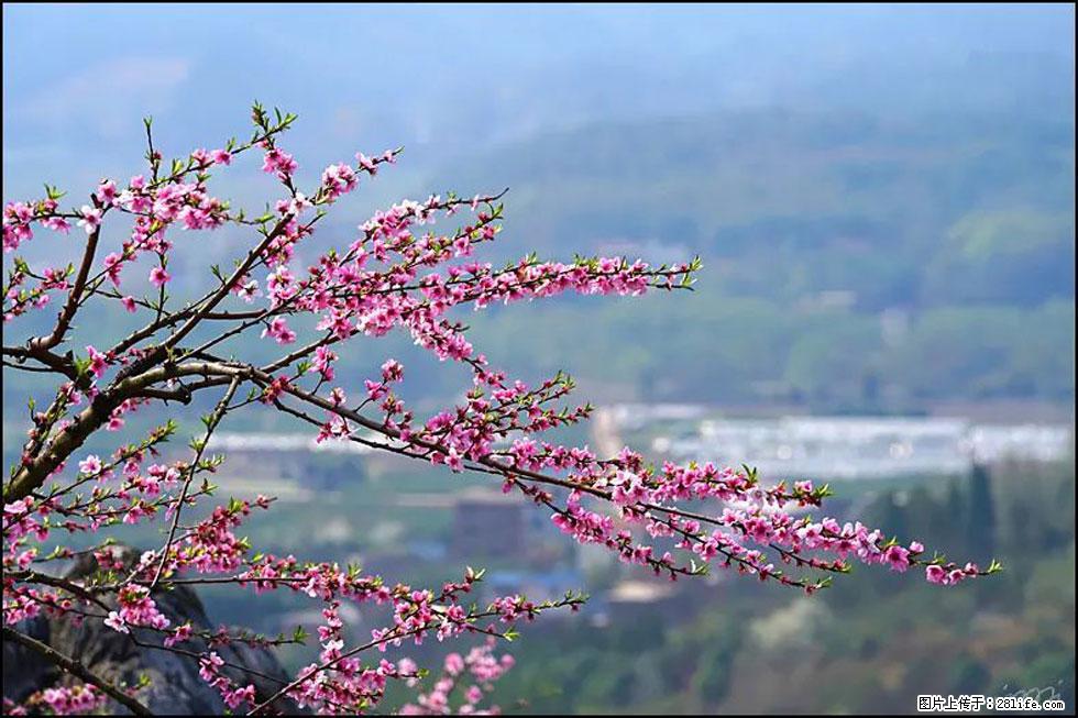 【春天，广西桂林灌阳县向您发出邀请！】望月岭上桃花开 - 游山玩水 - 六安生活社区 - 六安28生活网 la.28life.net