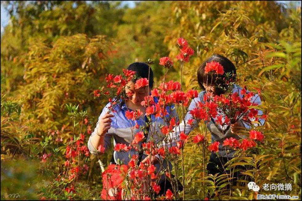 【春天，广西桂林灌阳县向您发出邀请！】登麒麟山，相约映山红 - 游山玩水 - 六安生活社区 - 六安28生活网 la.28life.net