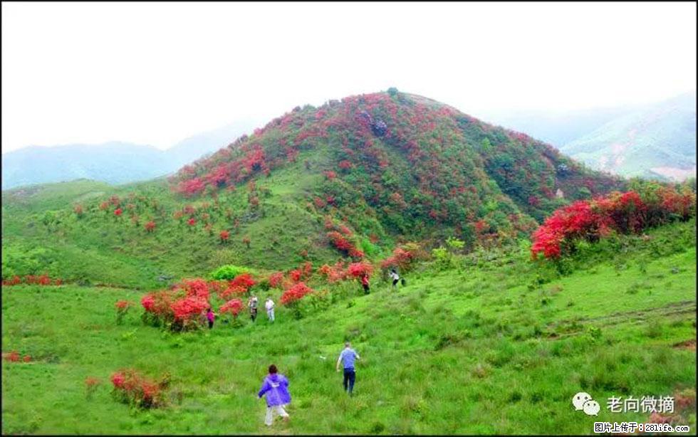 【春天，广西桂林灌阳县向您发出邀请！】宝盖山上映山红 - 游山玩水 - 六安生活社区 - 六安28生活网 la.28life.net