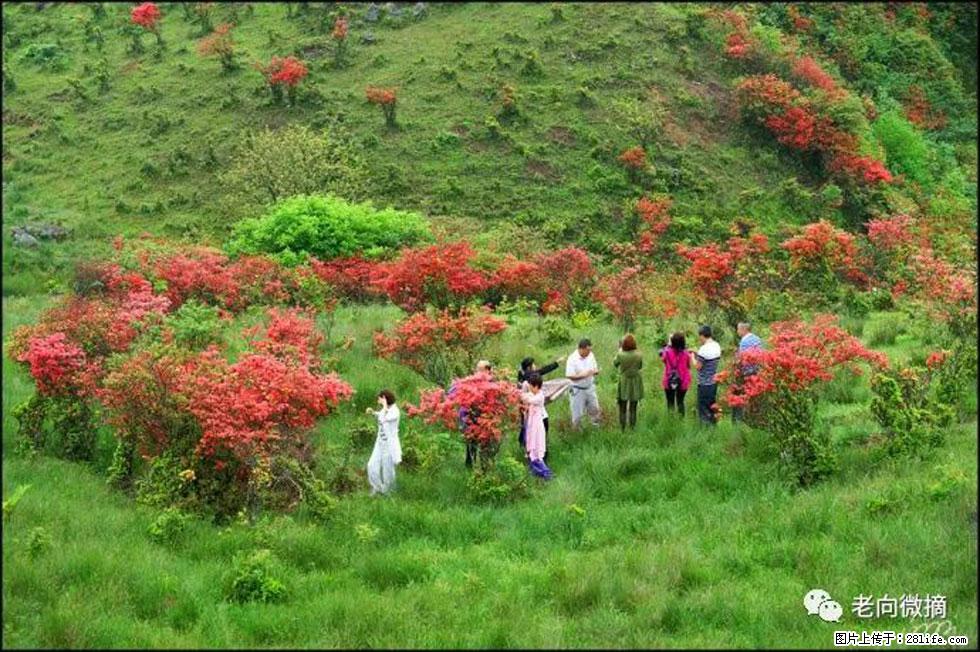 【春天，广西桂林灌阳县向您发出邀请！】宝盖山上映山红 - 游山玩水 - 六安生活社区 - 六安28生活网 la.28life.net
