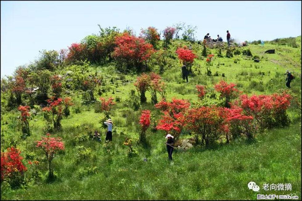 【春天，广西桂林灌阳县向您发出邀请！】宝盖山上映山红 - 游山玩水 - 六安生活社区 - 六安28生活网 la.28life.net