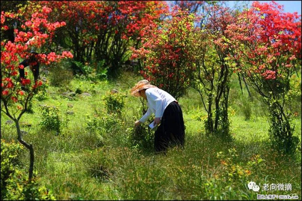 【春天，广西桂林灌阳县向您发出邀请！】宝盖山上映山红 - 游山玩水 - 六安生活社区 - 六安28生活网 la.28life.net