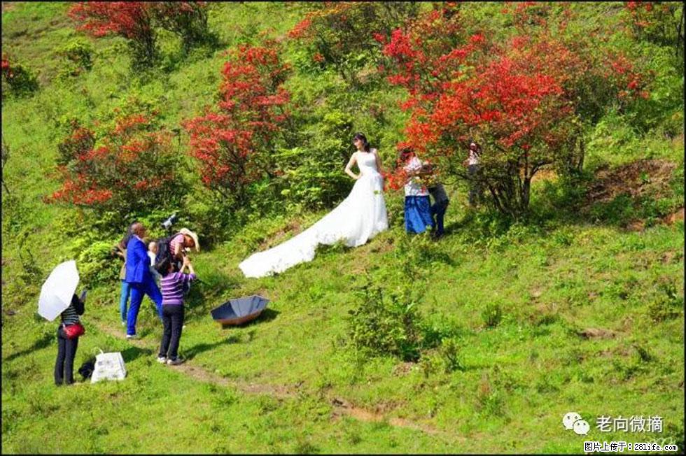 【春天，广西桂林灌阳县向您发出邀请！】宝盖山上映山红 - 游山玩水 - 六安生活社区 - 六安28生活网 la.28life.net