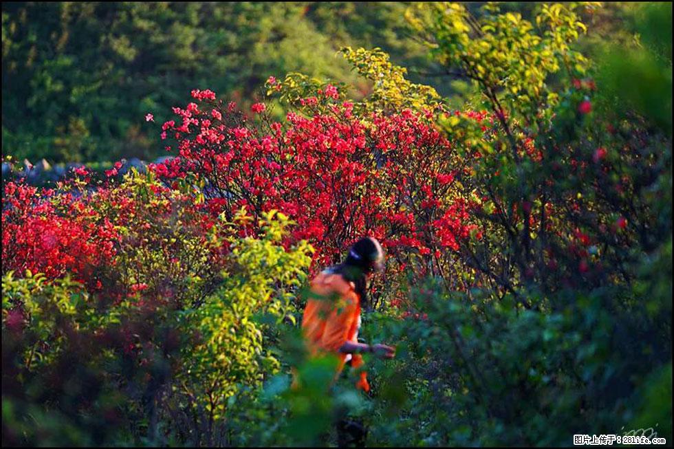 【春天，广西桂林灌阳县向您发出邀请！】春木界上映山红 - 游山玩水 - 六安生活社区 - 六安28生活网 la.28life.net