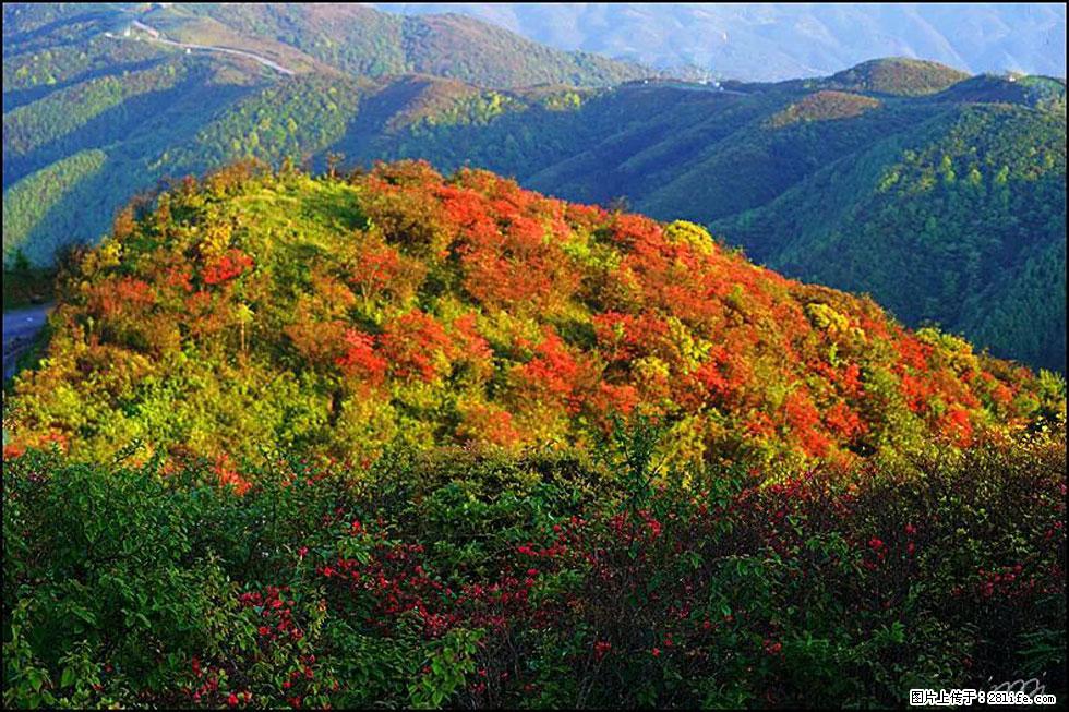 【春天，广西桂林灌阳县向您发出邀请！】春木界上映山红 - 游山玩水 - 六安生活社区 - 六安28生活网 la.28life.net