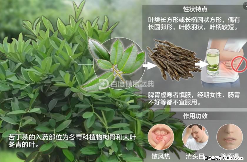 苦丁茶有哪些功效和作用 - 生活百科 - 六安生活社区 - 六安28生活网 la.28life.net