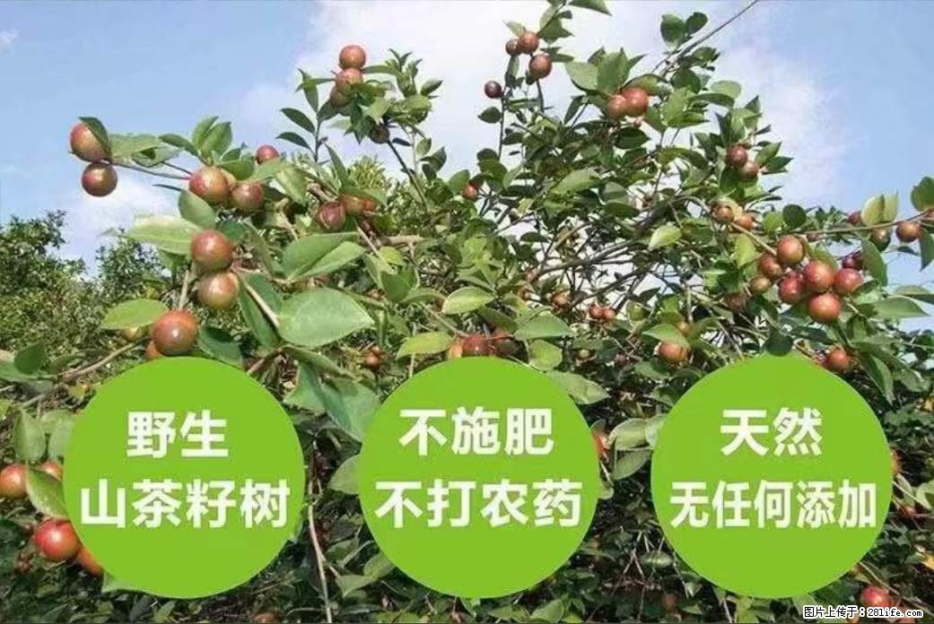 【灌阳县油茶产业示范区】一个有着充实的精神生活的人，对待身外之物自会有一种淡泊的态度 - 美食天地 - 六安生活社区 - 六安28生活网 la.28life.net