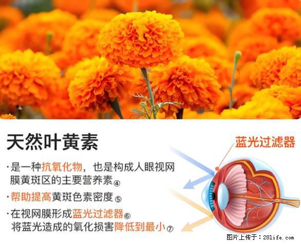 叶黄素有什么功效和作用 - 生活百科 - 六安生活社区 - 六安28生活网 la.28life.net