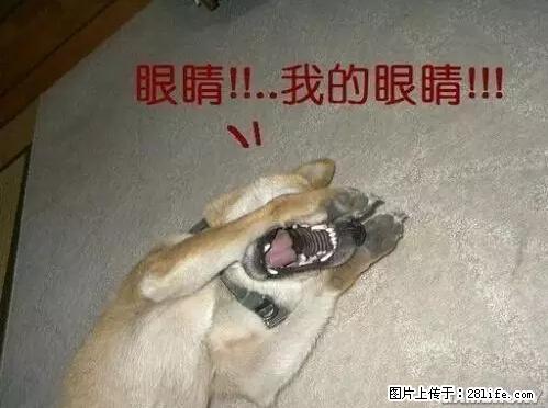 笑癫了！一女的怀孕三年未生，他终于忍不住了... - 娱乐八卦 - 六安生活社区 - 六安28生活网 la.28life.net