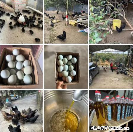 油茶园从小鸡仔开始养起的纯土鸡、土鸡蛋可以预定啦！还有前几天刚榨的纯山茶油哦 - 美食天地 - 六安生活社区 - 六安28生活网 la.28life.net