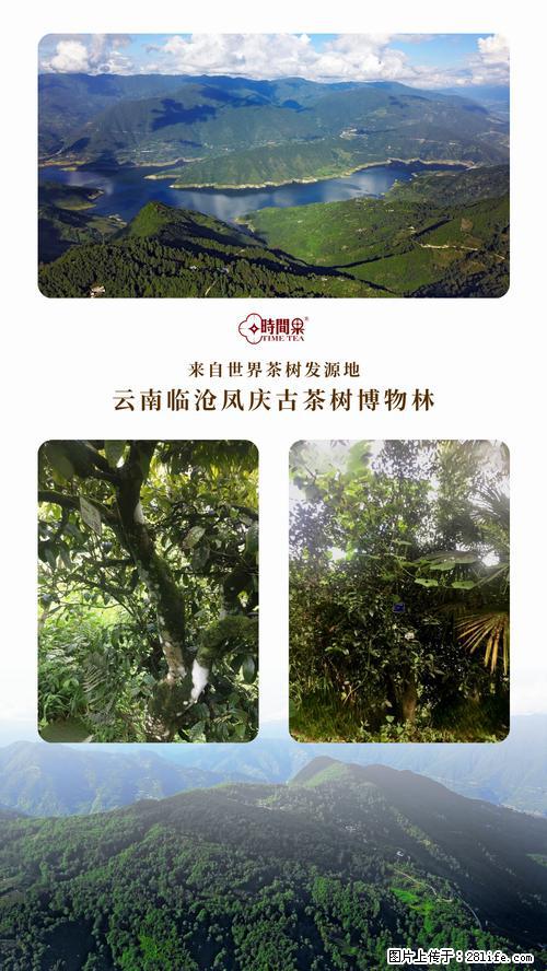 时间果百年古树2025年春红茶 - 购物交流 - 六安生活社区 - 六安28生活网 la.28life.net