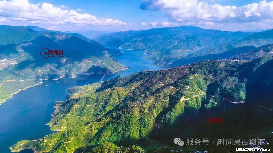 时间果百年古树龙珠普洱生茶 - 购物交流 - 六安生活社区 - 六安28生活网 la.28life.net