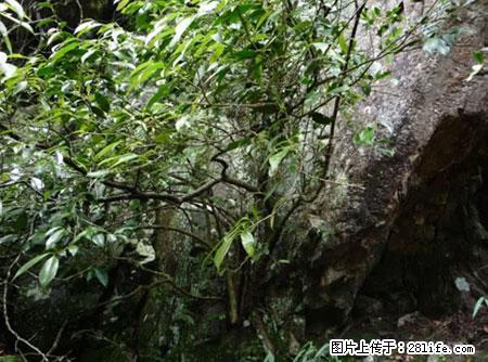 平乐石崖茶，珍贵仅次于金花茶 - 六安生活资讯 - 六安28生活网 la.28life.net