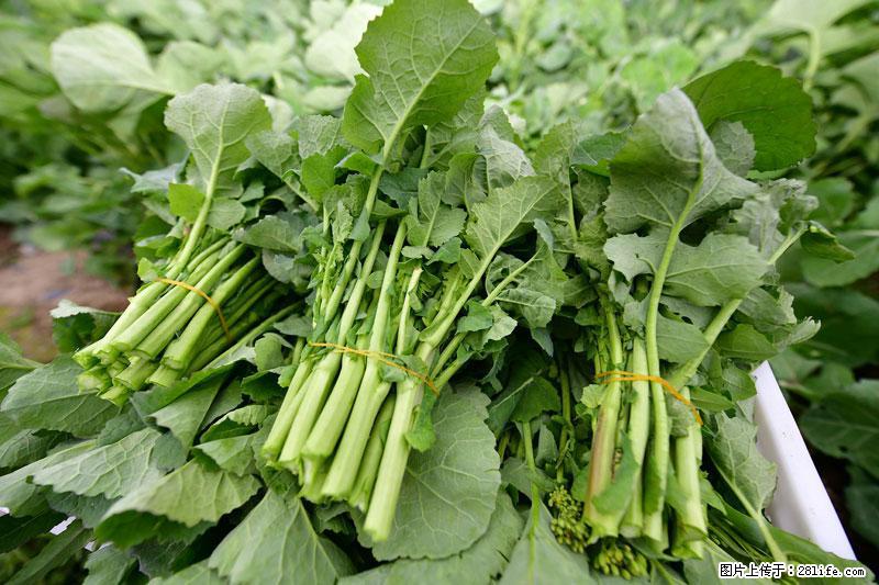 这些蔬菜是“天然钙片”，这6种被医生重点推荐 - 六安生活资讯 - 六安28生活网 la.28life.net